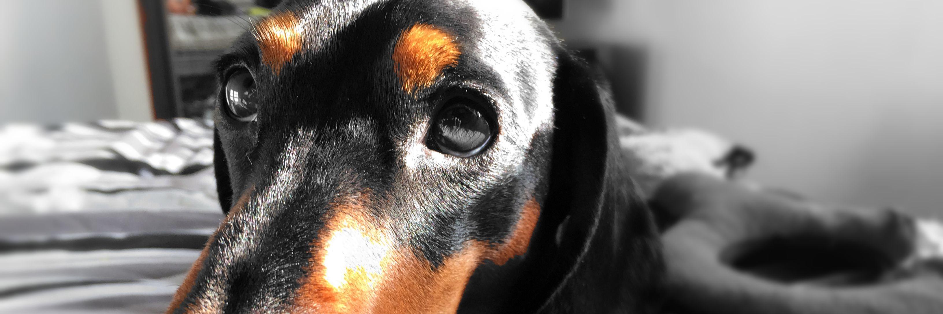 Rico ☁️ 💻 banner