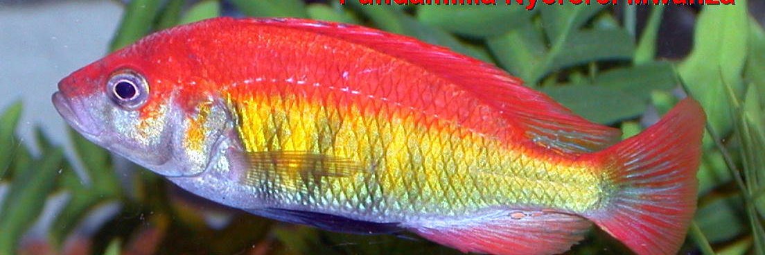 CACichlids's profile banner image