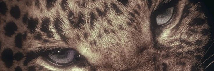 jessipacheco021's profile banner image