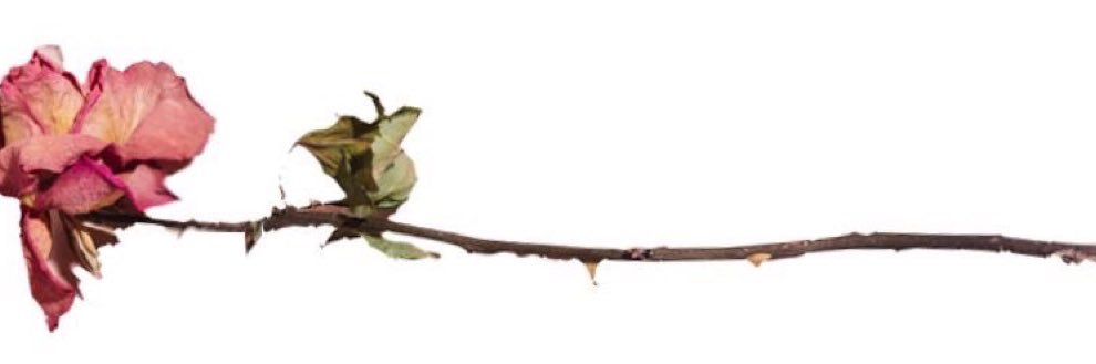 laura sofia banner