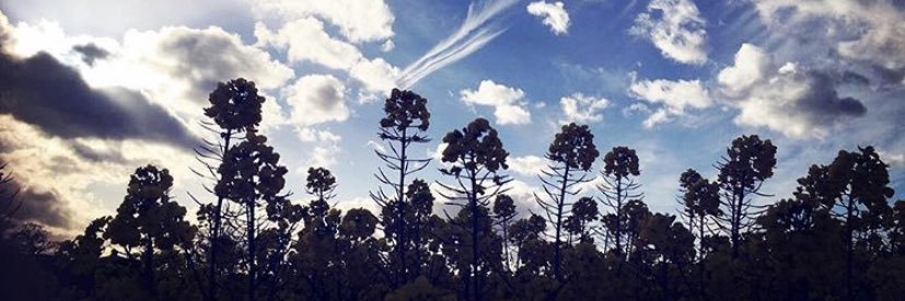Mathew Barnes banner