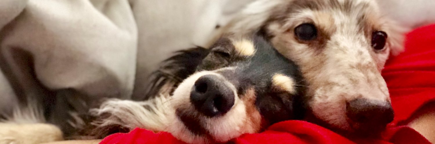 zoomeryuna's profile banner image
