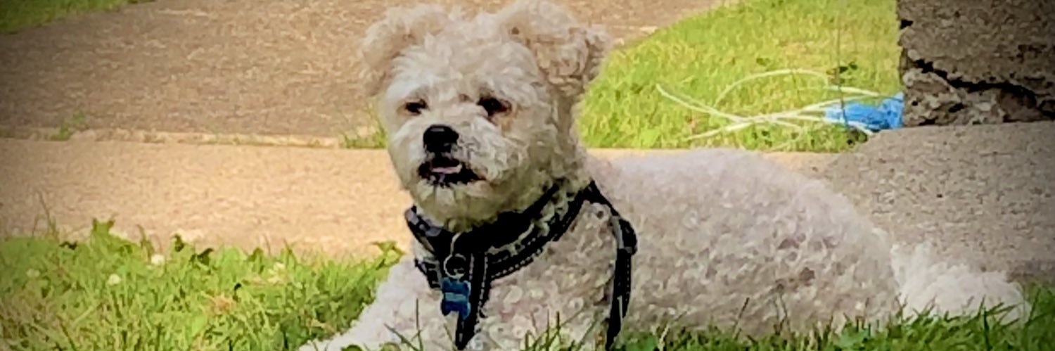 carlyphish's profile banner image
