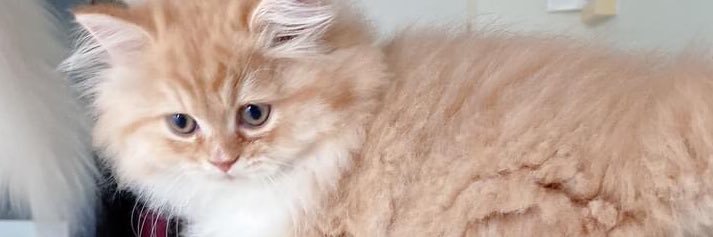 pakittay's profile banner image