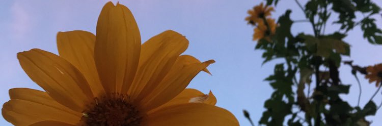 felenmelon's profile banner image