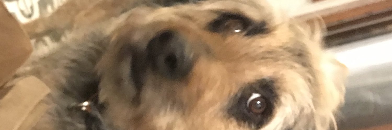 AdamtheManatee's profile banner image