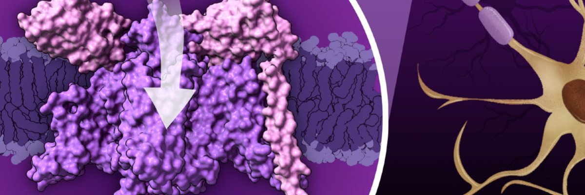 rcsb pdb 💉🧬💻🔬💊🌱🧠🦠's banner