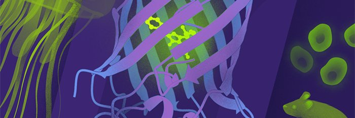 rcsb pdb 💉🧬💻🔬💊🌱🧠🦠 banner