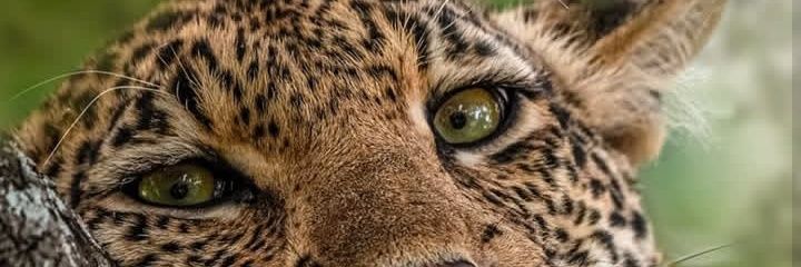 _qissobru's profile banner image