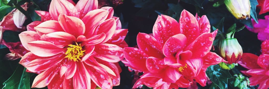 lauren_ott97's profile banner image