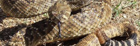 DiamondBack2020's profile banner image