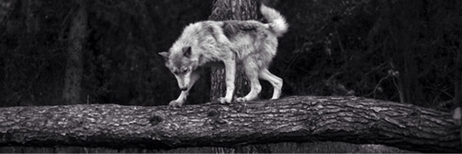 NickySavas's profile banner image