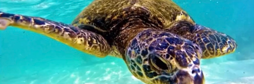 Robert Ho’omalu banner