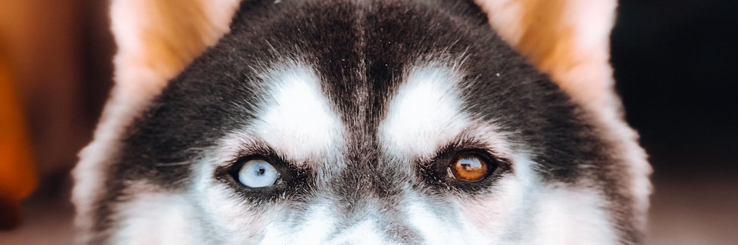 isabellebmatos's profile banner image