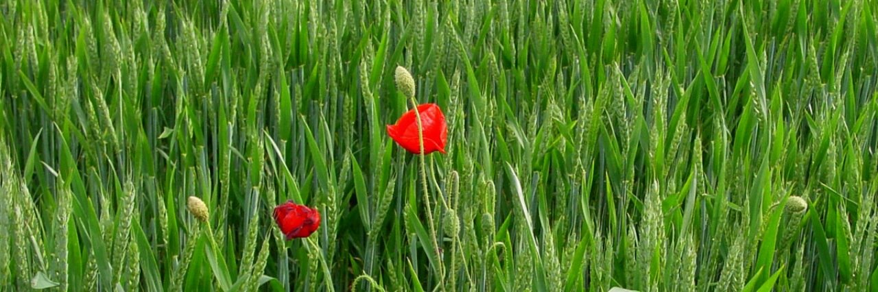 Natalia Arroyo banner