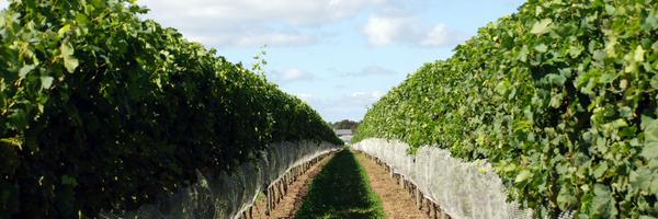 singer Profile Banner