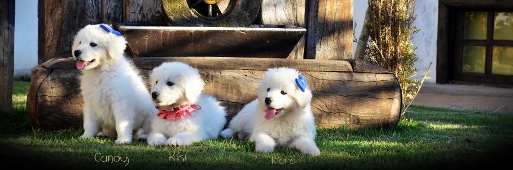 Kuvasz_Prince's profile banner image