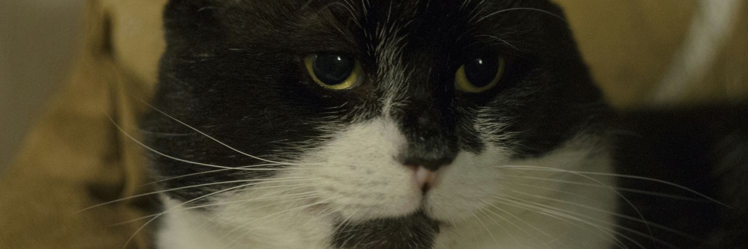 AlunBeard1's profile banner image