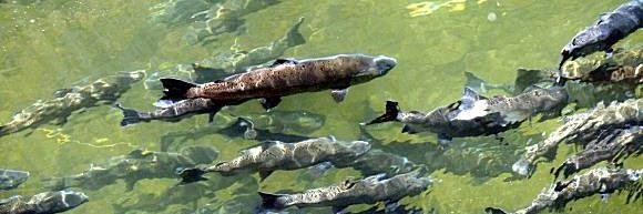 klamathriver's profile banner image