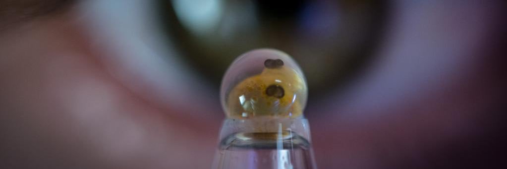 Calverton Fish Farm banner