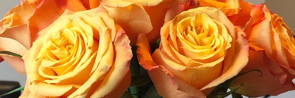 CaMbOGrl Profile Banner