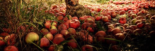 Apple Critic banner