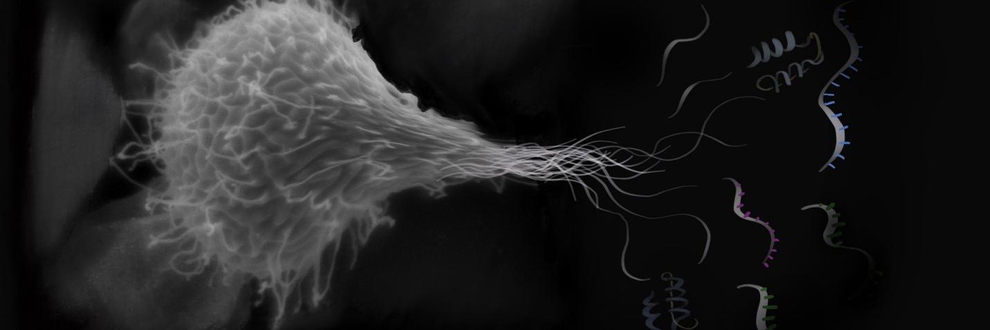 Circulation Research banner