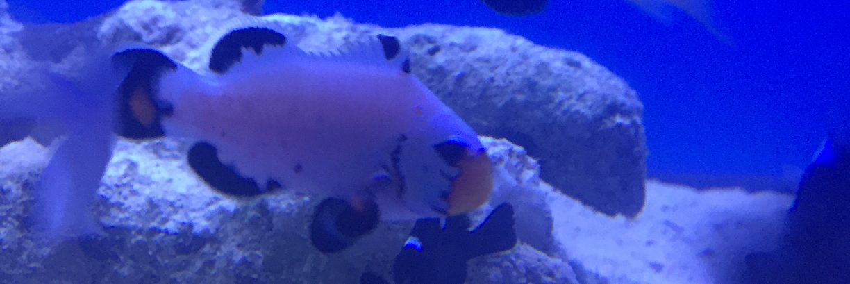 GillsMamaroneck's profile banner image