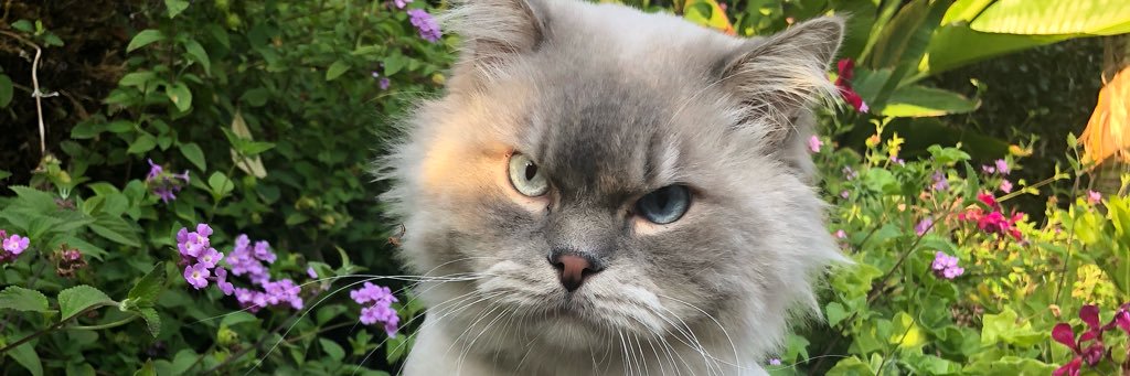KendallZenk's profile banner image