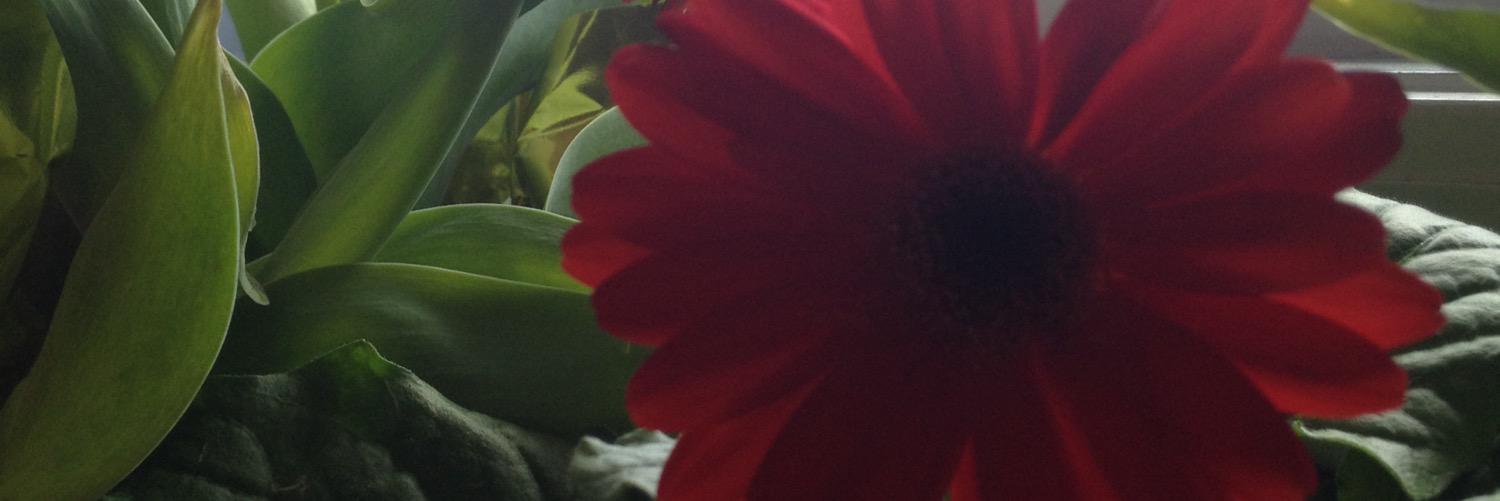 MyOwnGirl248's profile banner image