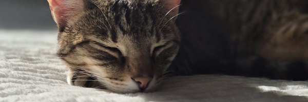 MerlotGirl Profile Banner