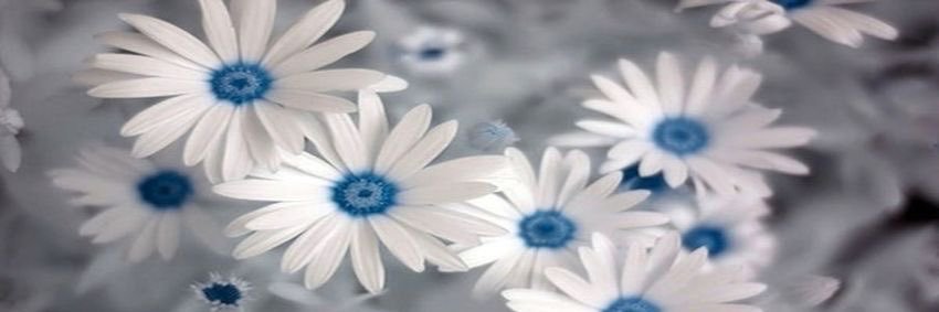 __aryella__'s profile banner image