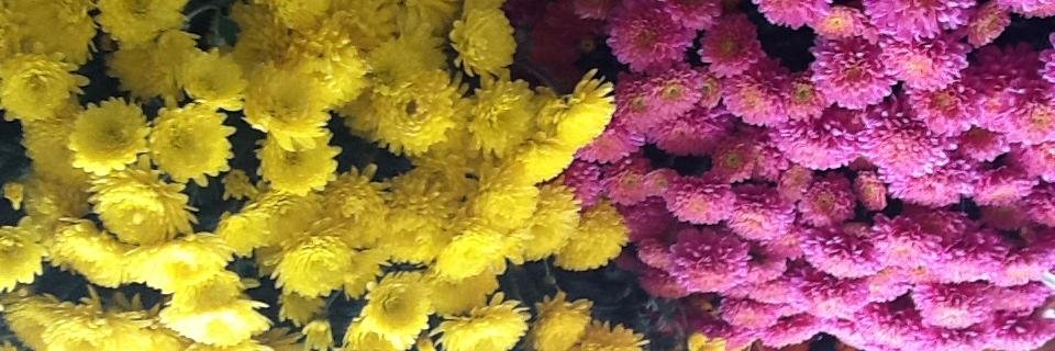 annwileyIA's profile banner image