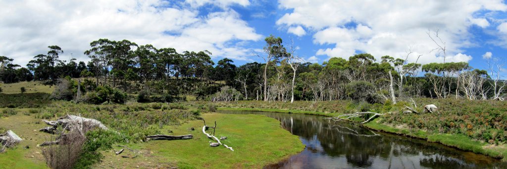 Celia M. Rodriguez-Dominguez banner