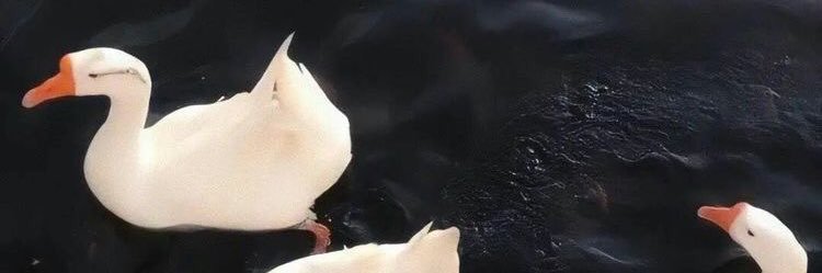 cczs03's profile banner image