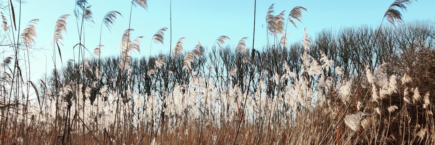 Claus Friedrich banner