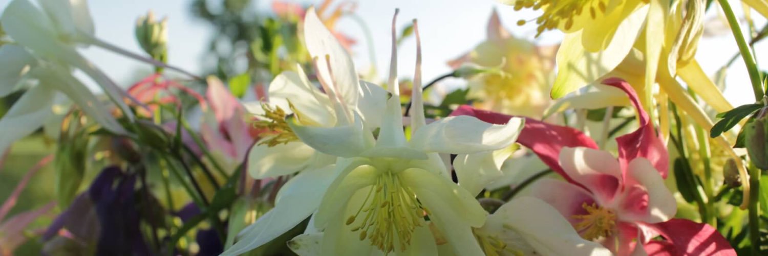 HazelfieldFarm's profile banner image