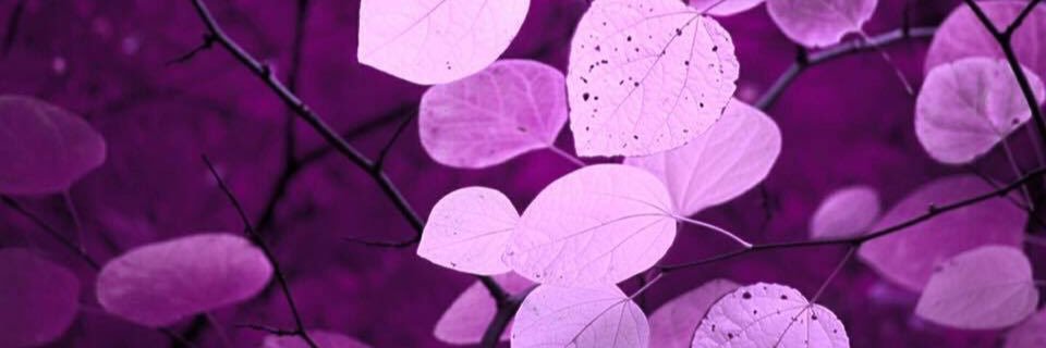 Amber Roy banner