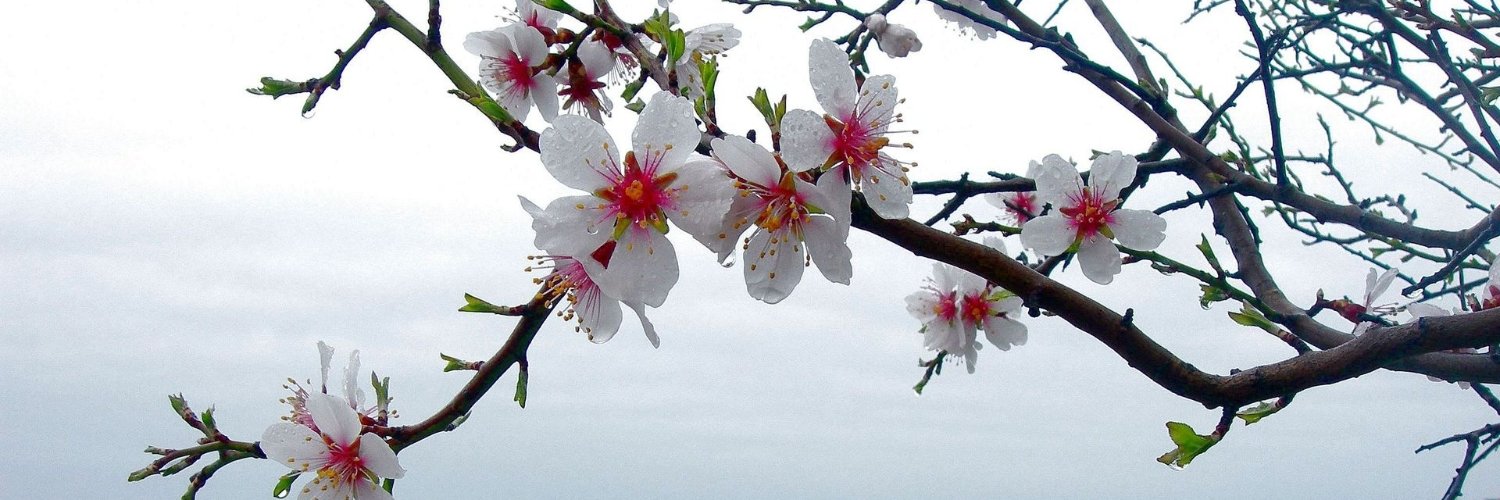 Theresa Foley banner