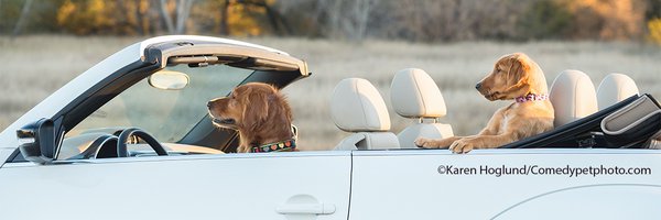 ComedyPetPhoto Profile Banner