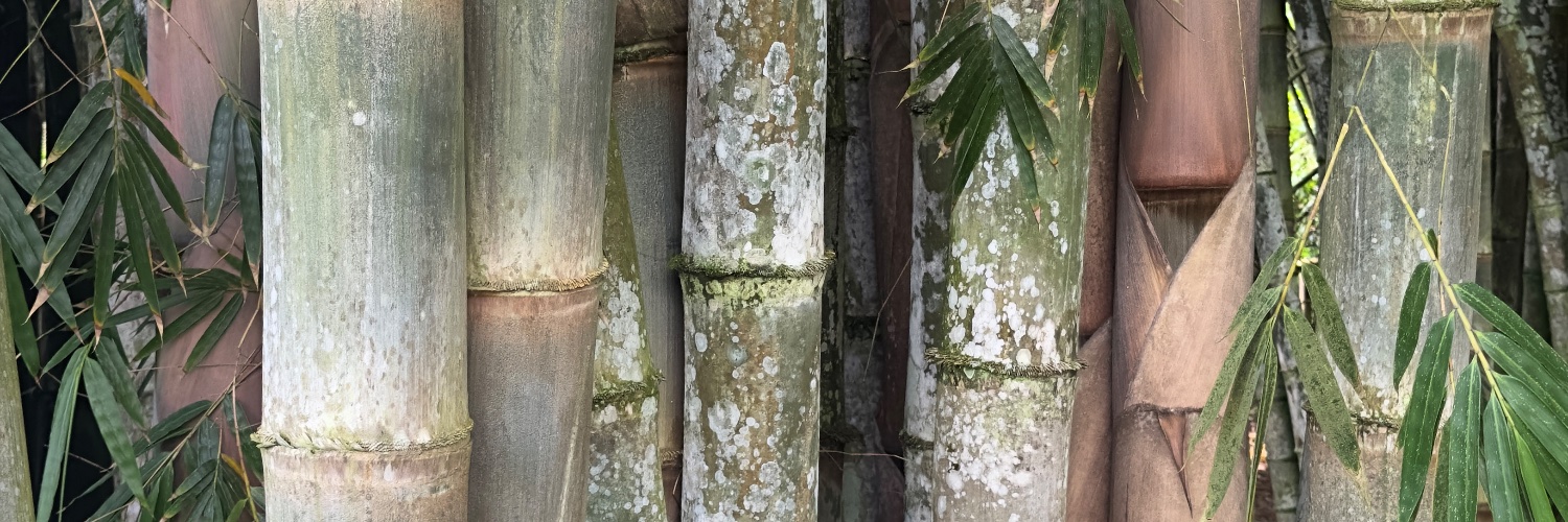 borjacordova's profile banner image