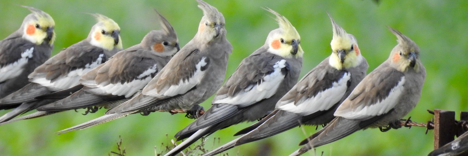 RedSiskin banner