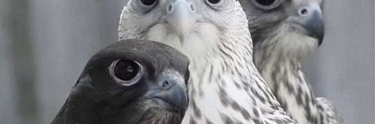 Mh_M911's profile banner image