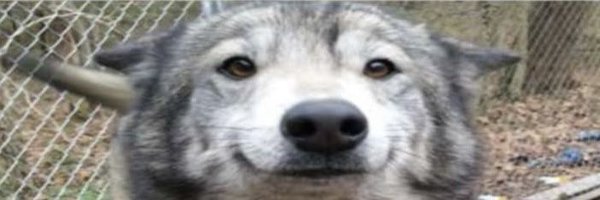 1Lyra_ Profile Banner