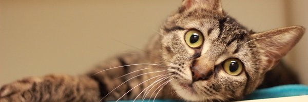 AdoptMas Profile Banner