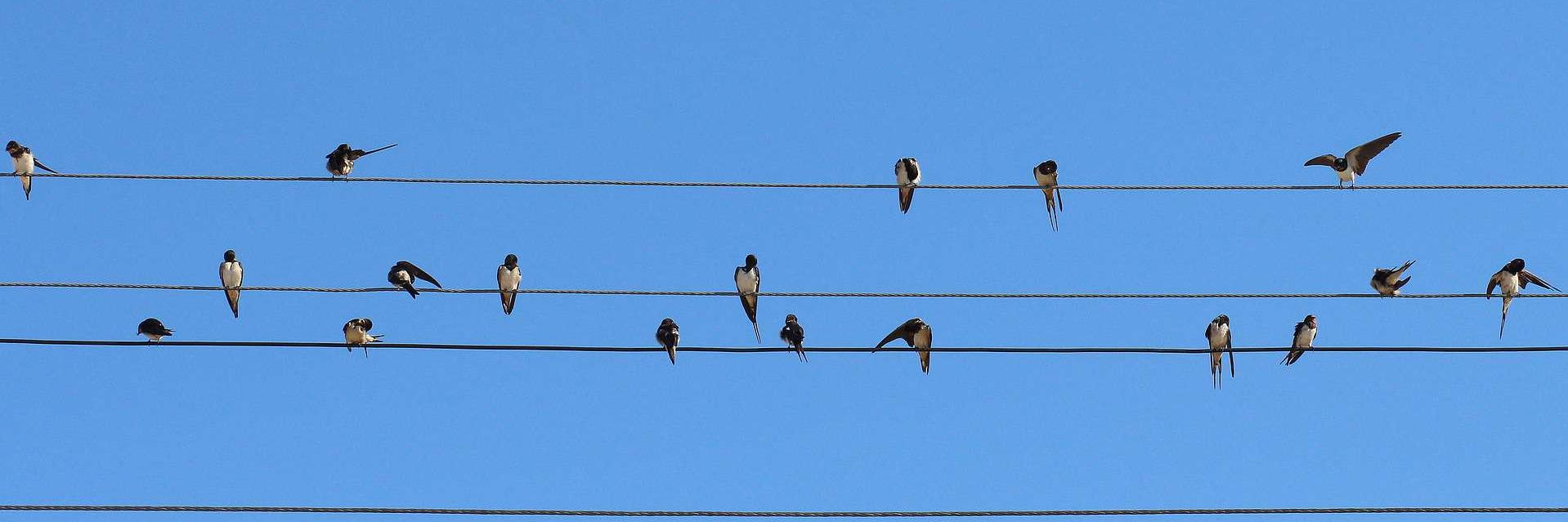 Muttabi Ali Khan banner