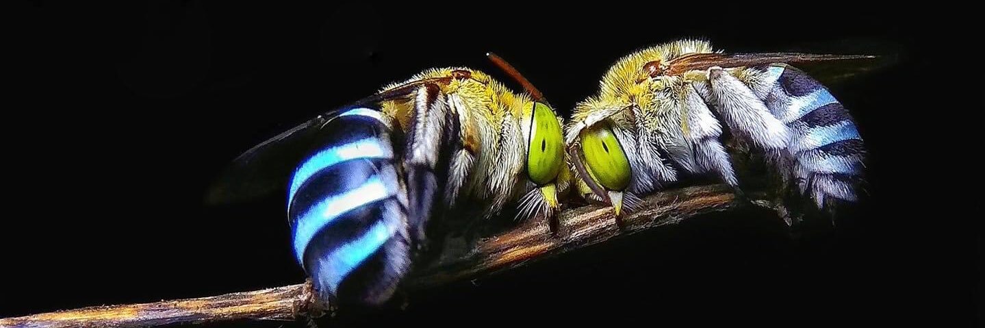 Beeologist banner