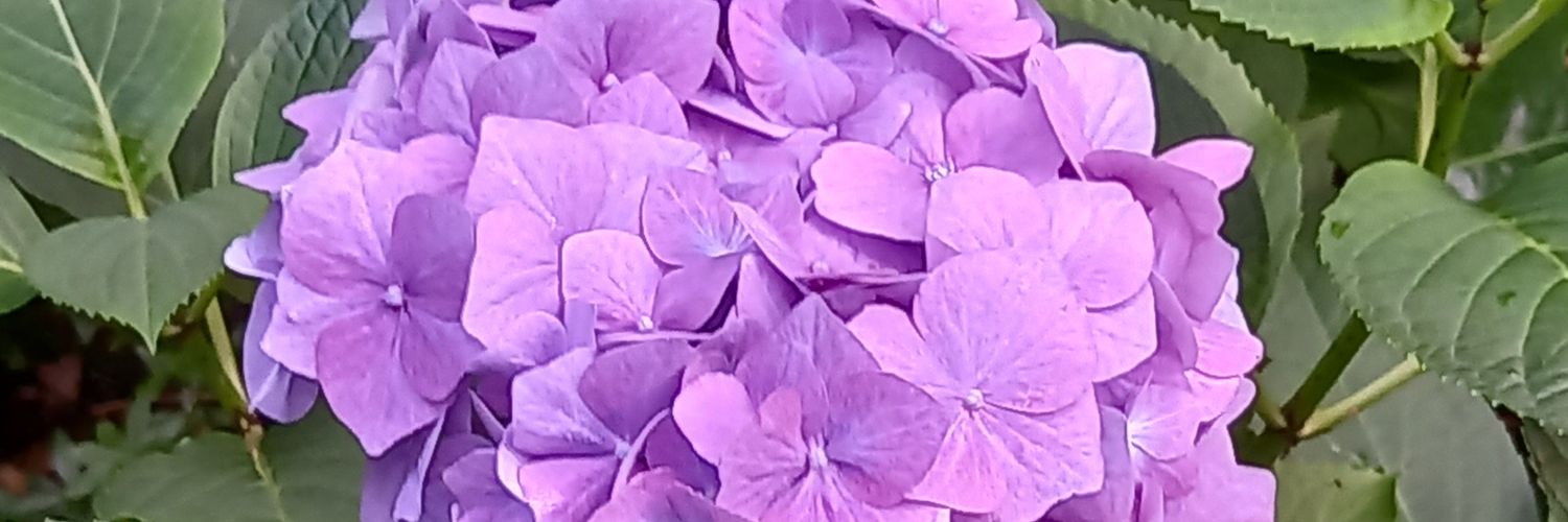 4pldrs's profile banner image