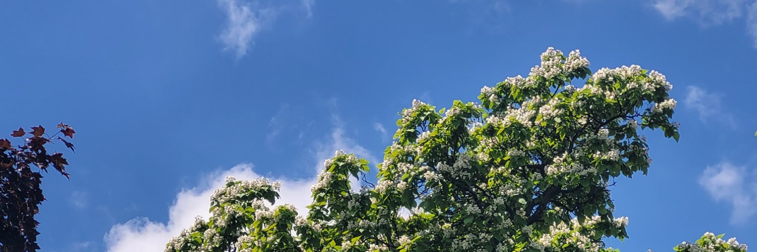 thekoolestkitty's profile banner image