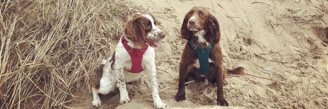 Jo Lloyd-Williams banner